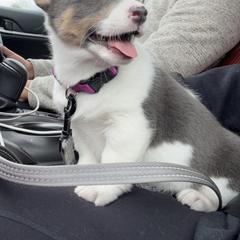 Muffin - Pembroke Welsh Corgi