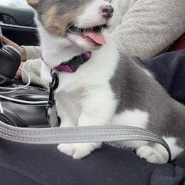 Muffin - Pembroke Welsh Corgi