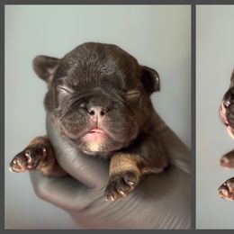 FLUFFY Black and Tan Pink Collar - Tricolors female French Bulldog puppy in Harmony, North Carolina from Schuster Haus