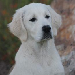 Golden Retriever Puppies from Dewbury Dream Goldens