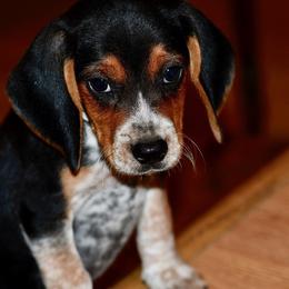 Russell Terrier, Jack Russell Terrier, and Beagle Puppies from Mountain Top