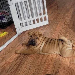 Chinese Shar-Pei Puppies from Sunspire Shar-Pei
