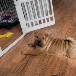 Chinese Shar-Pei Puppies from Sunspire Shar-Pei
