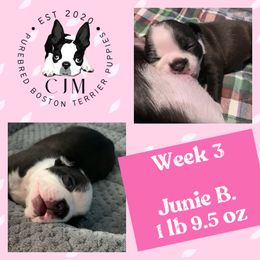 Girl 3 - Black and white Boston Terrier puppy in Jupiter, Florida from CJM Boston and Boxer Puppies