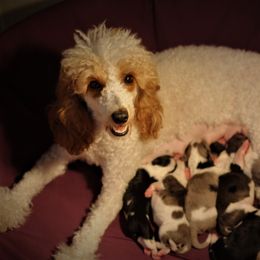 Goldendoodle and Aussiedoodle Puppies from Sister Doodles