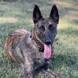 Belgian Sheepdogs, Belgian Tervuren, and Dutch Shepherds from Century Hills Farm