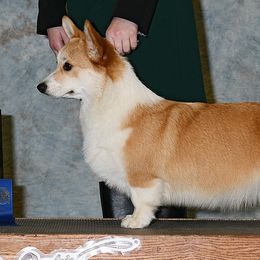 Feesh - Pembroke Welsh Corgi