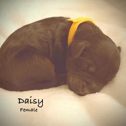 Girl 2 - Phantom female Bernedoodle puppy in Pottstown, Pennsylvania from Willow-Be Doodles