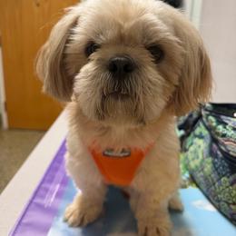Sargent Gray - Shih Tzu