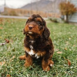 Roux - Red tri-color female Aussiedoodle puppy in Provo, Utah from Sage & Paws Puppy co.
