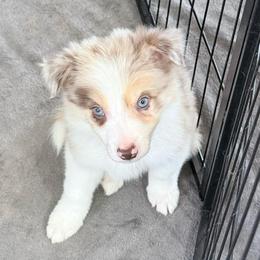 Finn - Gold merle male Border Collie puppy in Guffey, Colorado from Sunset Ridge