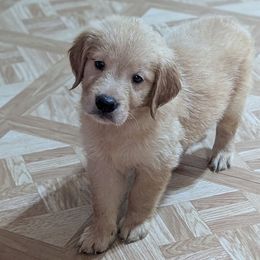 AKC orange boy - Golden male Golden Retriever puppy in Joshua, Texas from 3 Gun Retrievers