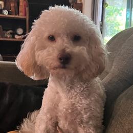 Noodle - Poodle