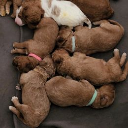Goldendoodle Puppies from Royale's Goldendoodles