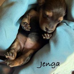 Jenga - Cream female Dachshund puppy in Michigan from Hidden Haven Dachshunds