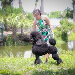 Poodle puppies from Purple Diamonds Kennel