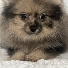 Dahlia - Blue merle female Pomeranian puppy in Brentwood, California from Royalpawpoms