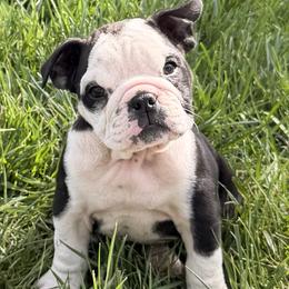 Deedee - Black tri-color female Bulldog puppy in Salem, Illinois from Itsabulldogthing