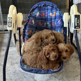 Australian Labradoodle Puppies from Maple Lane Australian Labradoodles