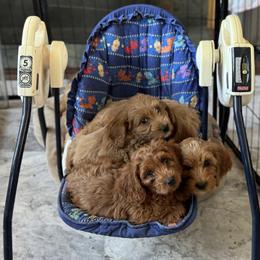 Australian Labradoodle Puppies from Maple Lane Australian Labradoodles