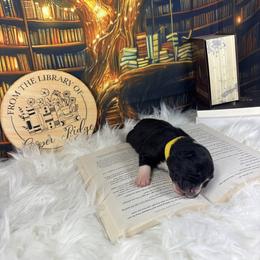 Saga - Black tri-color female Australian Shepherd puppy in Fredericksburg, Virginia from Cooper Ridge Aussies