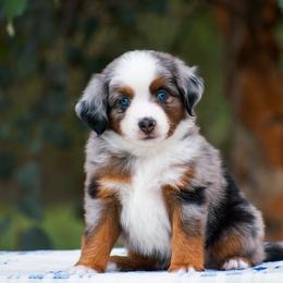 Posie - Blue merle female Miniature American Shepherd puppy in Chocowinity, North Carolina from Foxtail Hollow