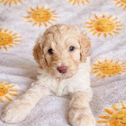 Oregon - Apricot male Aussiedoodle puppy in High Point, North Carolina from Kingsfield Doodles