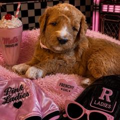 Frenchy - Apricot female Goldendoodle puppy in Janesville, Wisconsin from Brandie Stenulson