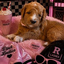 Frenchy - Apricot female Goldendoodle puppy in Janesville, Wisconsin from Brandie Stenulson