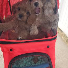 Cavapoo Puppies from Prince Pups