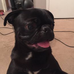 Bruce - Pug
