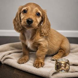 Blaze - Red male Dachshund puppy in Greenfield, Ohio from Buck Run Creek Dachshunds