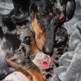 Isabella tan boy - Fawn (isabella) and tan male Dachshund puppy in Stockton, California from Wiggles & Wags Dachshund's
