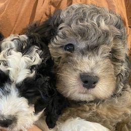 Goldendoodles from Dezi’s Sonshine Doodles