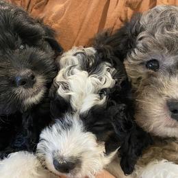 Goldendoodles from Dezi’s Sonshine Doodles