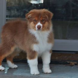 Americano - Australian Shepherd puppy from Silverbrook Australian Shepherds