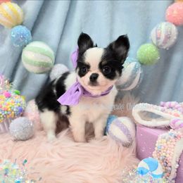Shadow 4200 - Black and white male Chihuahua puppy in Piqua, Kansas from Cute As A Cupcake Chihuahuas