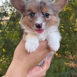 American Corgi and Pembroke Welsh Corgi Puppies from Grassy Lake Corgis
