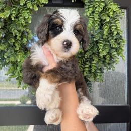 Girl 1 - Merle female Bernedoodle puppy in Spanish Fork, Utah from K Brand Doodles