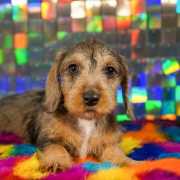 American Corgi, Dachshund, and Pembroke Welsh Corgi Puppies from Shining A Lowriders & Co.