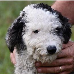 Mary - Aussiedoodle