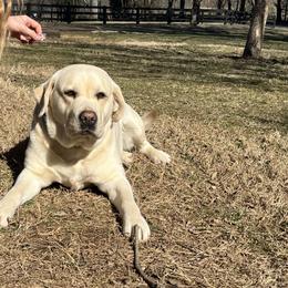 Joy - Labrador Retriever