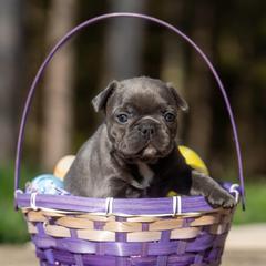 Daisy - Blue female French Bulldog puppy in Cecil County, Maryland from Nitro’s Bullies