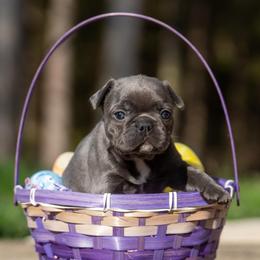 Daisy - Blue female French Bulldog puppy in Cecil County, Maryland from Nitro’s Bullies