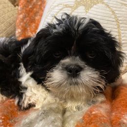Boy 3 - Black and white male Shih Tzu puppy in Lexington, North Carolina from SCS Shih Tzus