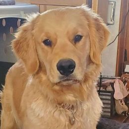 Trellis - Golden Retriever