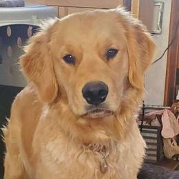 Trellis - Golden Retriever