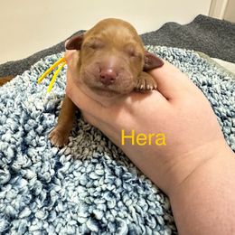 Hera - Dark golden female Golden Retriever puppy in Jacksonville, Florida from River City Goldens