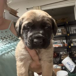 Amy - Purple Collar - Fawn female Mastiff puppy in Layton, Utah from 2A Mastifs