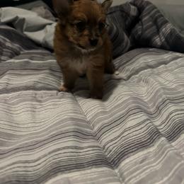 Twix - Chocolate male Pomeranian puppy in Detroit, Michigan from DeVante's puppies